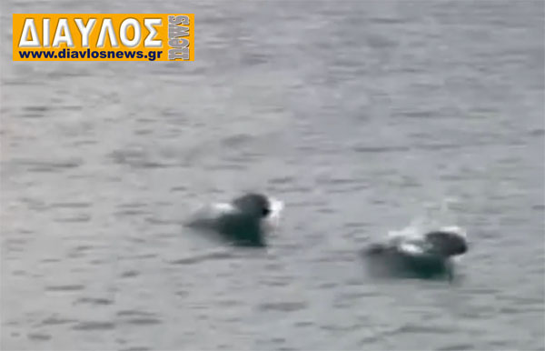 (VIDEO) Φώκιες έκαναν εντυπωσιακές βουτιές στο λιμάνι των Ωρεών!
