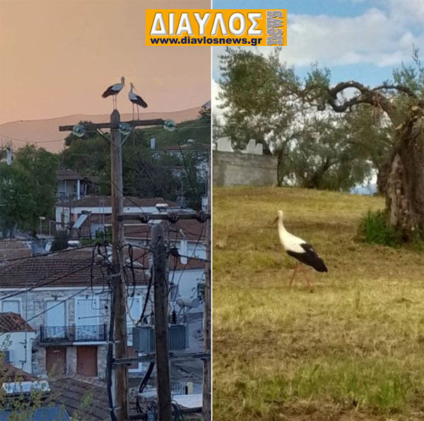 Δύο πελαργοί έκαναν την εμφάνιση τους στους Ωρεούς!